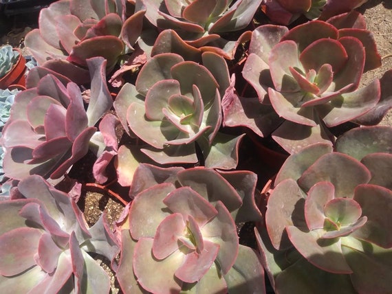 succulents in spanish Echeveria Agavoides 'Fire Pillar' 2" Succulent Plant