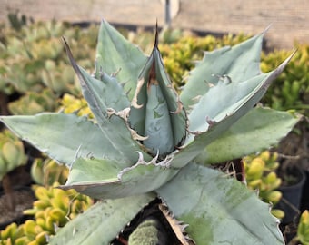 Agave Oteroi (titanota) ( 'filigree Devil') - Etsy