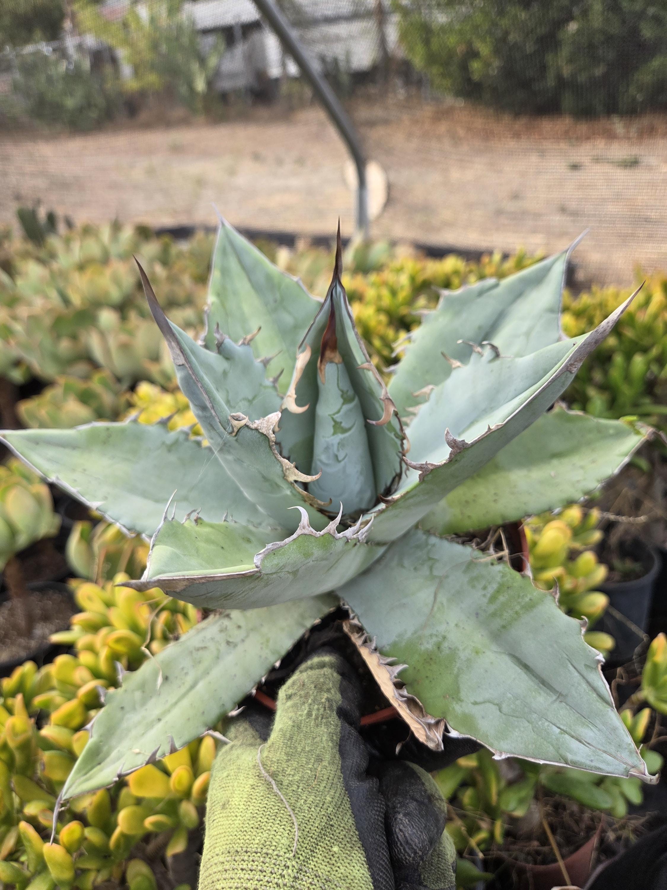 Agave Titanota 