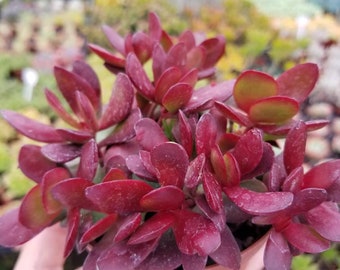 Crassula Platyphylla (4" Pot)