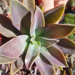 Graptoveria Fred Ives (4&quot; Pot)Succulent Plant