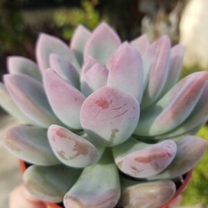 Graptoveria Opalina (4&quot;pot) Succulent Plant