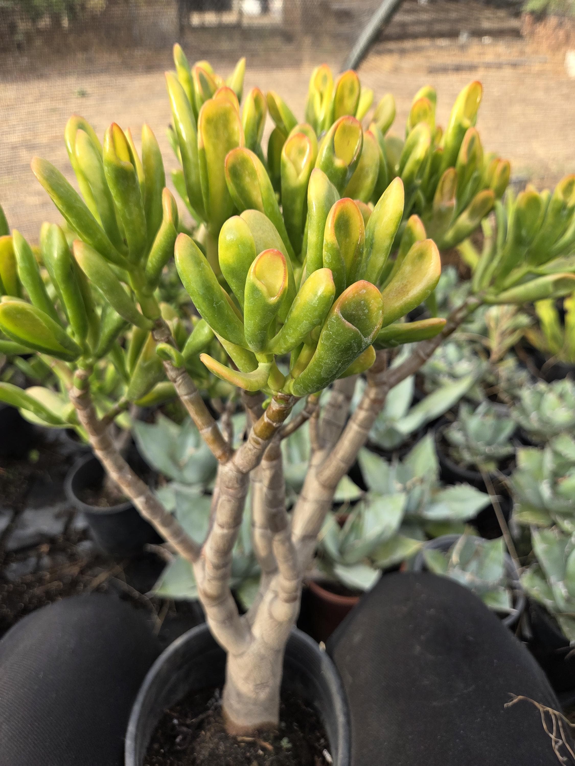 Crassula Ovata Gollum Sunset: Yellow Jade Bonsai Tree (1 Gal. Pot) - Etsy