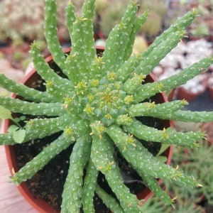 Euphorbia Flanaganii Medusa 4 pot image 10