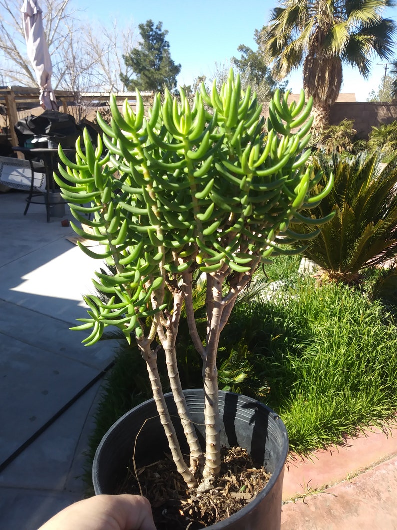 1 Gal Crassula Tetragona Tree