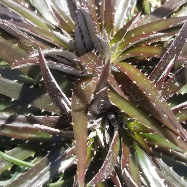 Dyckia Cherry Cola (3 Gal. Pot)