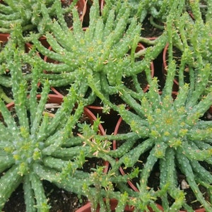 Euphorbia Flanaganii Medusa 4 pot image 9