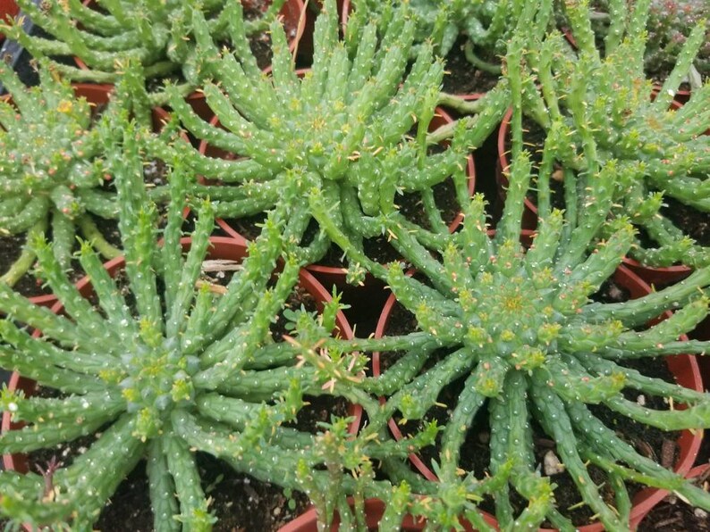 Euphorbia Flanaganii Medusa 4 pot image 9