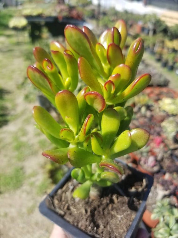Crassula Ovata Hobbit Mini Tree (4" Pot)succulent Plant - Etsy
