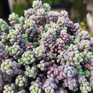 Sedum Dasyphyllum Minor (4&quot; Pot)Succulent Plant