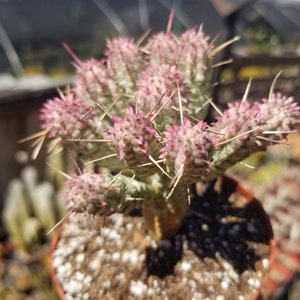May include: A small potted cactus with pink flowers and sharp spines. The cactus is in a brown pot with white pebbles.