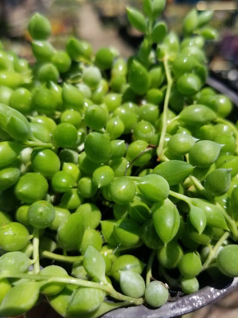BeautifulDesertPlant Senecio herreianus Strings of Tears - Thumbnail 5