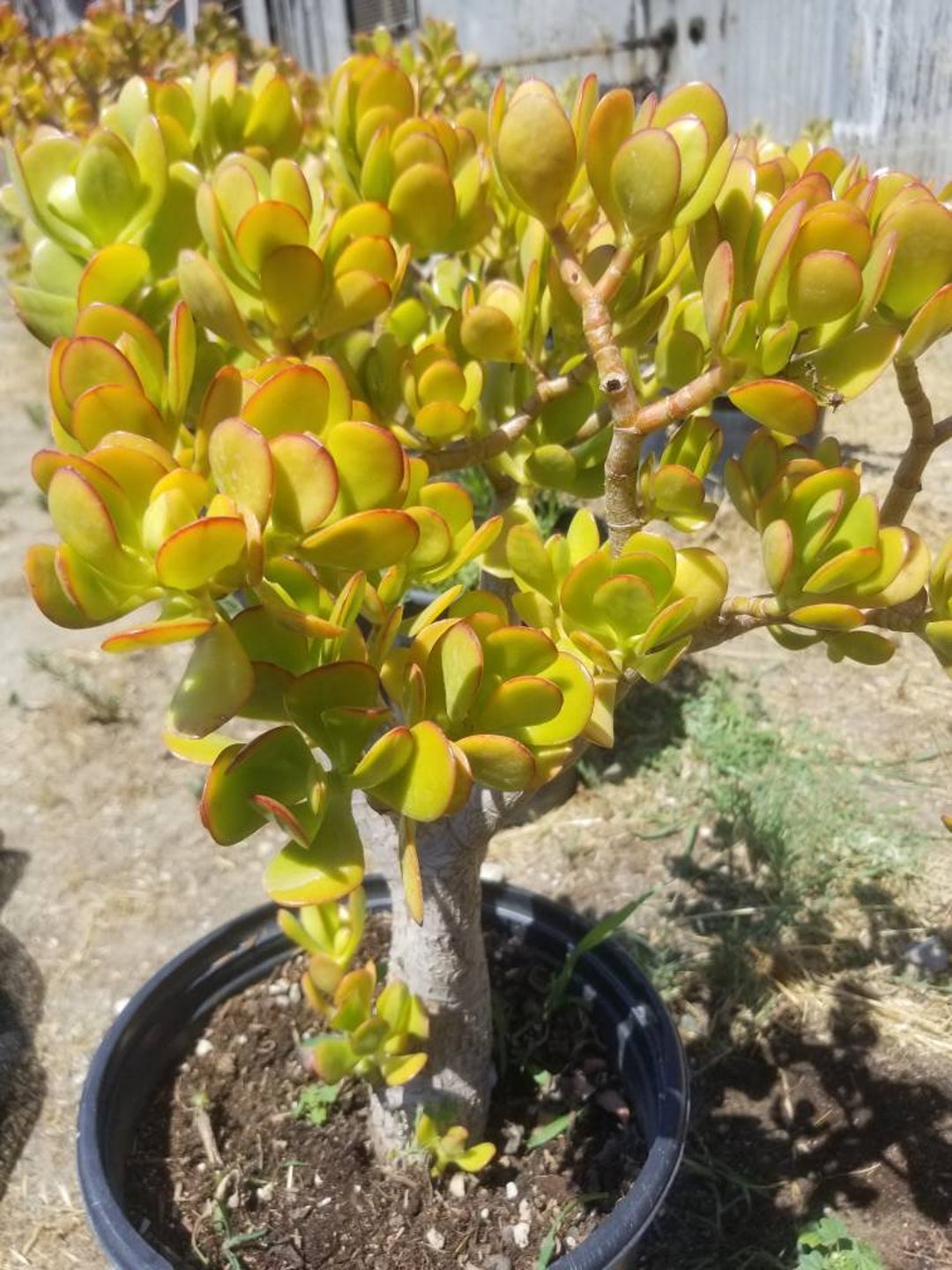 Crassula Ovata Jade Tree: Bonsai Money Tree (5 Gal. Pot) - Etsy