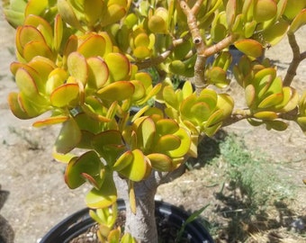 Crassula Ovata Jade Tree (5 gal.pot) Money Tree, Bonsai Tree.