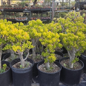 Crassula Ovata Gollum Tree (5 gal.pot) Shrek Ears Tree, Bonsai Tree.