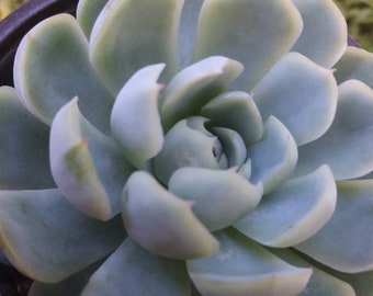 Echeveria Elegant "Mexican Snowball" (4"Pot)