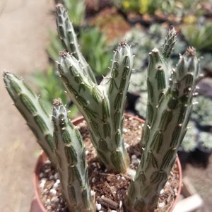 Senecio Stapeliformis (4&quot; Pot) Succulent Plant