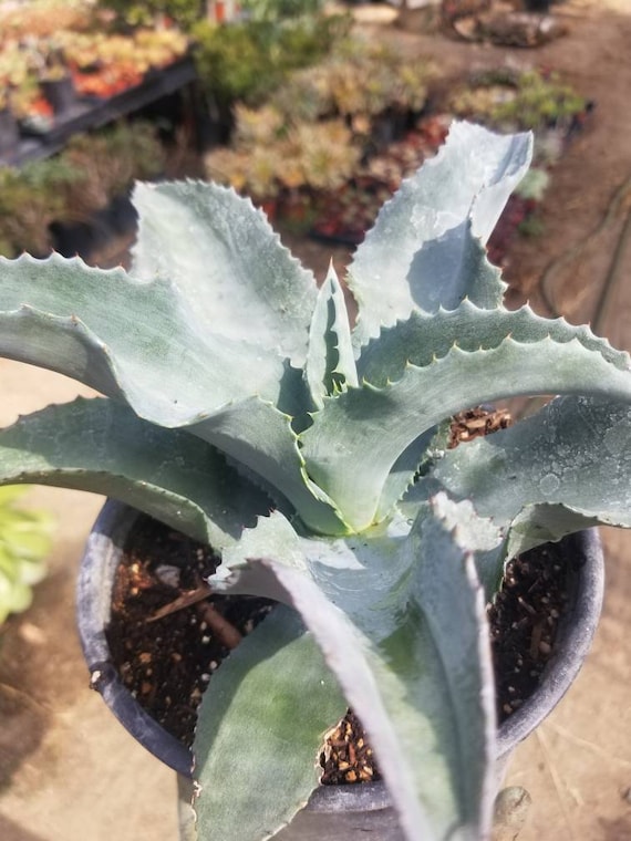 Agave Gypsophila (1 Gal.pot) - Etsy