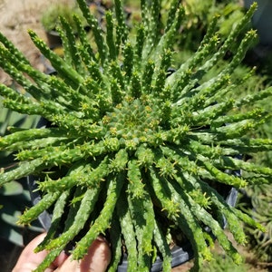 Euphorbia Flanaganii Medusa (1 gal.pot)