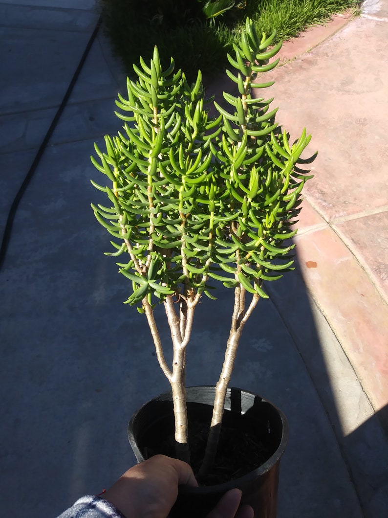 1 Gal Crassula Tetragona Tree