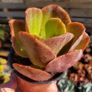 Echeveria Fireball (4" pot) Succulent Plant image 6