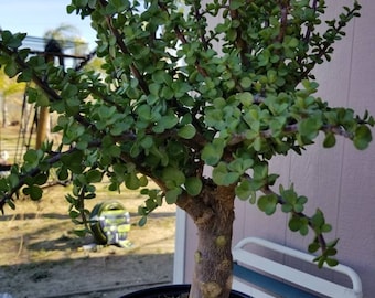 Portulacaria Afra Tree " Elephant Bush" (5 Gal. Pot) Money Tree, Bonsai Tree.