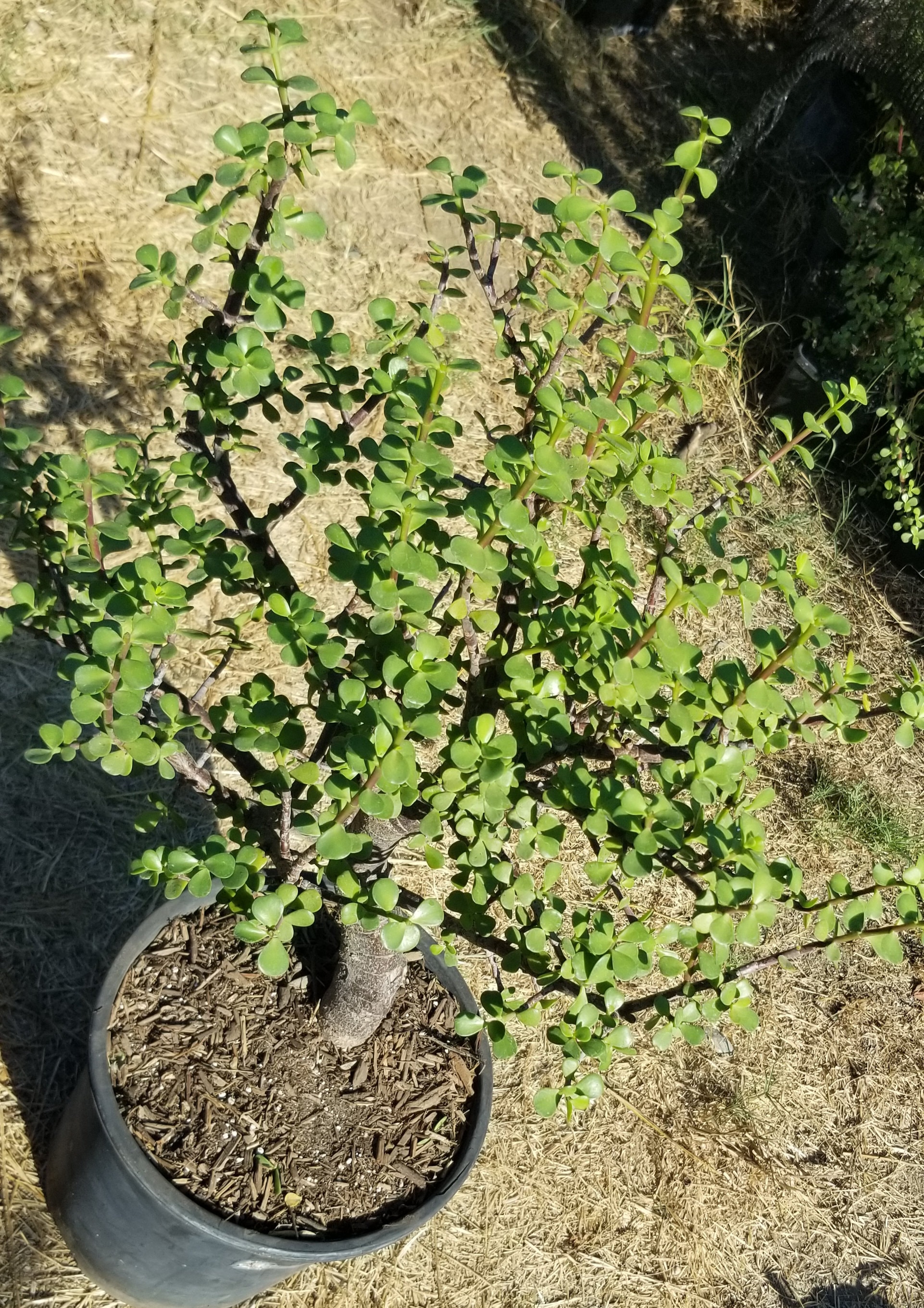 Elephant Bush Bonsai Tree - Portulacaria Afra (5 Gal. Pot) Drought Tolerant  - Etsy