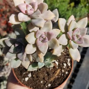 May include: A small potted succulent plant with pale green and pink leaves. The plant is in a brown pot and is being held by a hand.