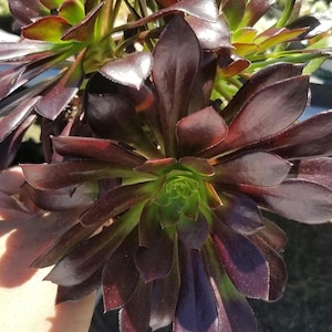 4&quot; Aeonium Arboreum Atropurpureum (3 rossetas in each pot) Succulent Plant