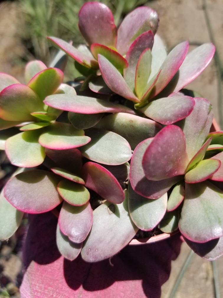 Crassula Platyphylla - Etsy