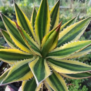 Agave Quadricolor (1 Gal. Pot)