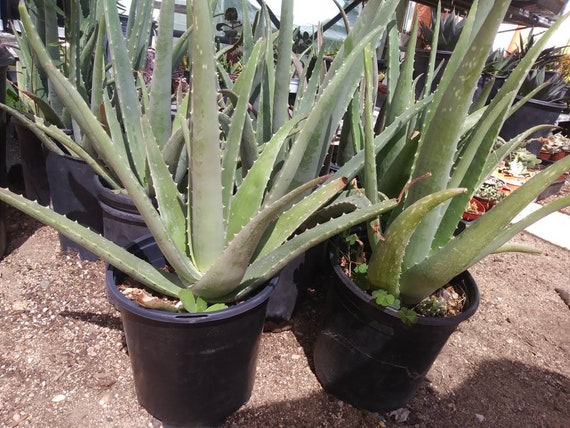 Aloe Vera (1 Gal. Pot) "savila" - Etsy Canada