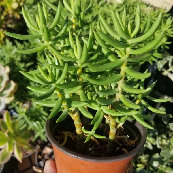 Crassula Tetragona (4" Pot)