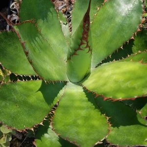 Agave Bovicornuta (5 Gal. Pot) Agave Succulent Plant