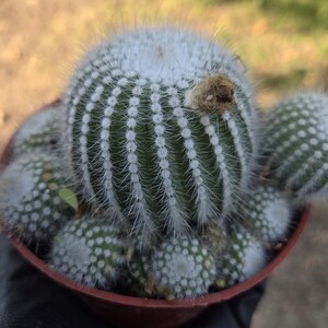 Parodia Scopa Silver Ball Cactus (4&#39; Pot) Cluster
