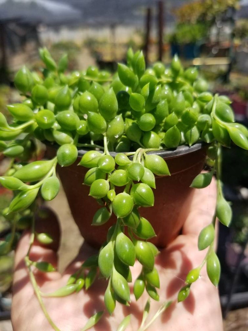 BeautifulDesertPlant Senecio herreianus Strings of Tears - Thumbnail 3