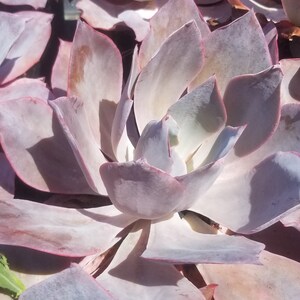 May include: A close-up of a succulent plant with fleshy, light purple leaves. The leaves have a slight pink hue and are arranged in a rosette pattern.