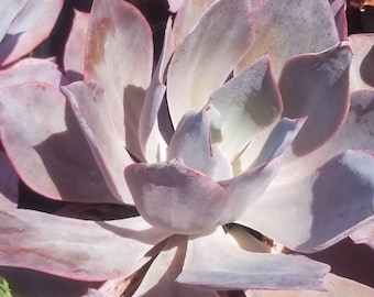 Echeveria Afterglow (1 Gal. Pot) Succulent Plant, Drought Tolerance Echeveria.