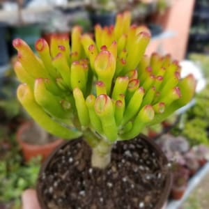 Crassula Ovata Gollum (4&quot; Pot) Shrek Ears Tree, Bonsai Tree. Succulent Plant