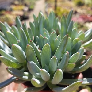 May include: A close-up of a succulent plant with long, thin, blue-green leaves. The plant is in a small terracotta pot.