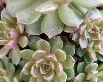 4" Echeveria Olivia Cluster