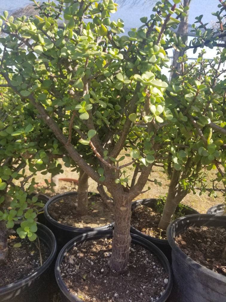 Elephant Bush Bonsai Tree - Portulacaria Afra (5 Gal. Pot) Drought Tolerant  - Etsy