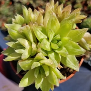 Haworthia Cymbiformis (4&quot; pot) Succulent Plant