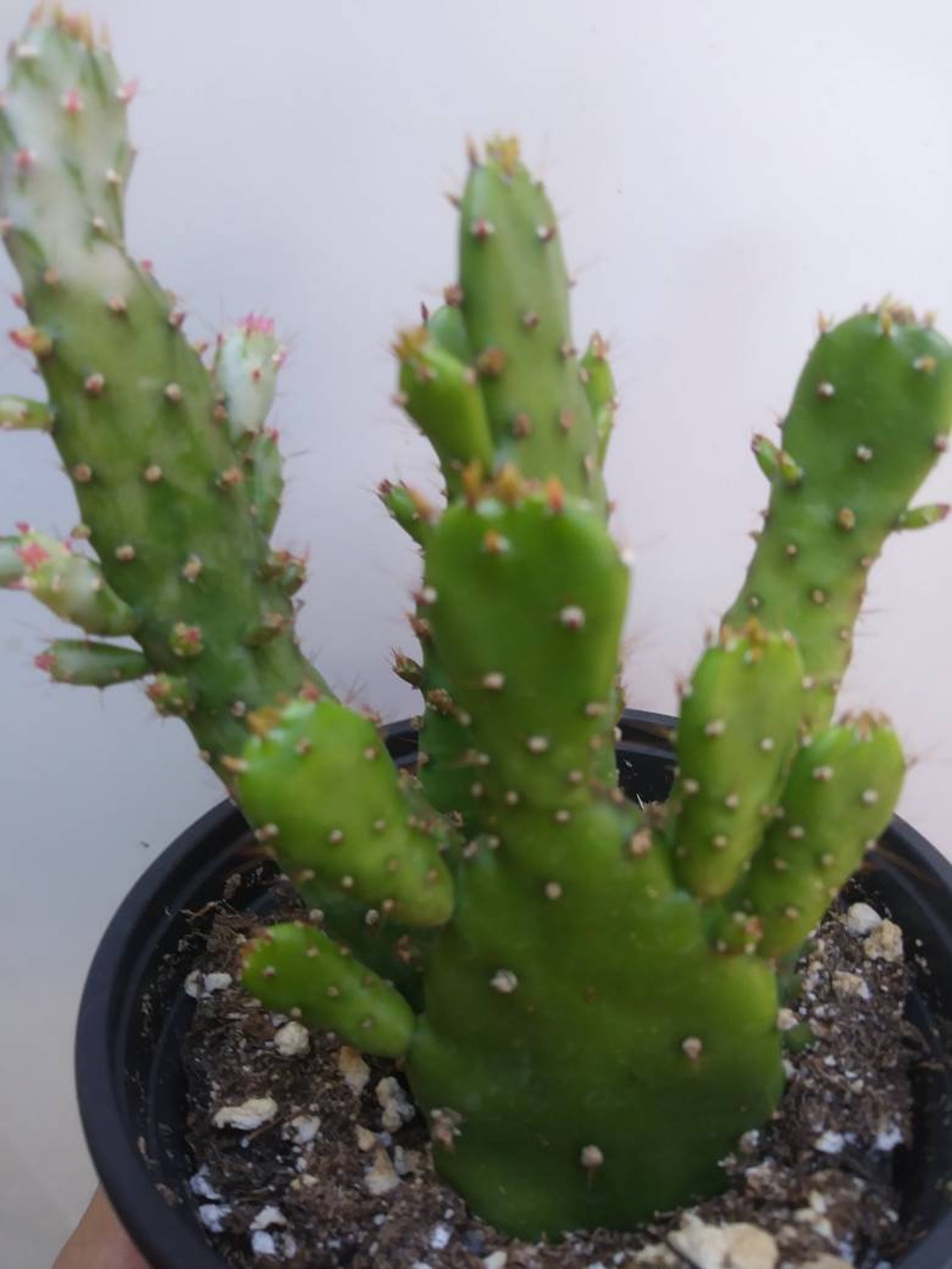 4 Opuntia Monacantha maverick Cactus Etsy