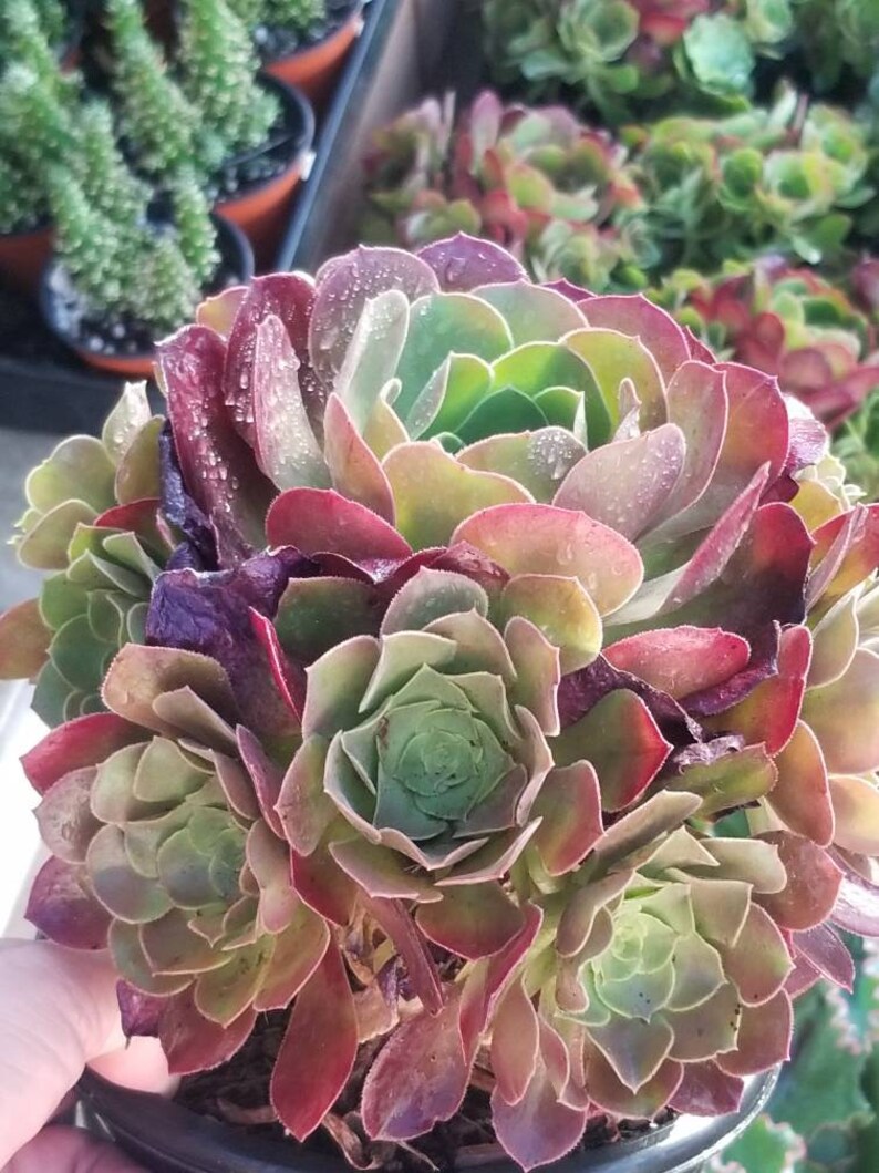 Aeonium Salad Bowl 1 gal. Etsy