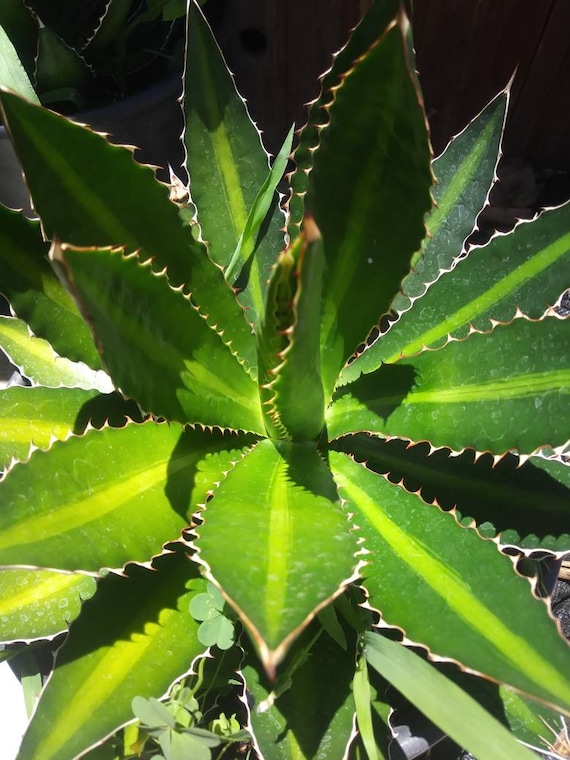 3 Agaves Lophantha Splendida | Planta Suculenta Resistente Para Interior Y Exterior | Verde Siempreverde