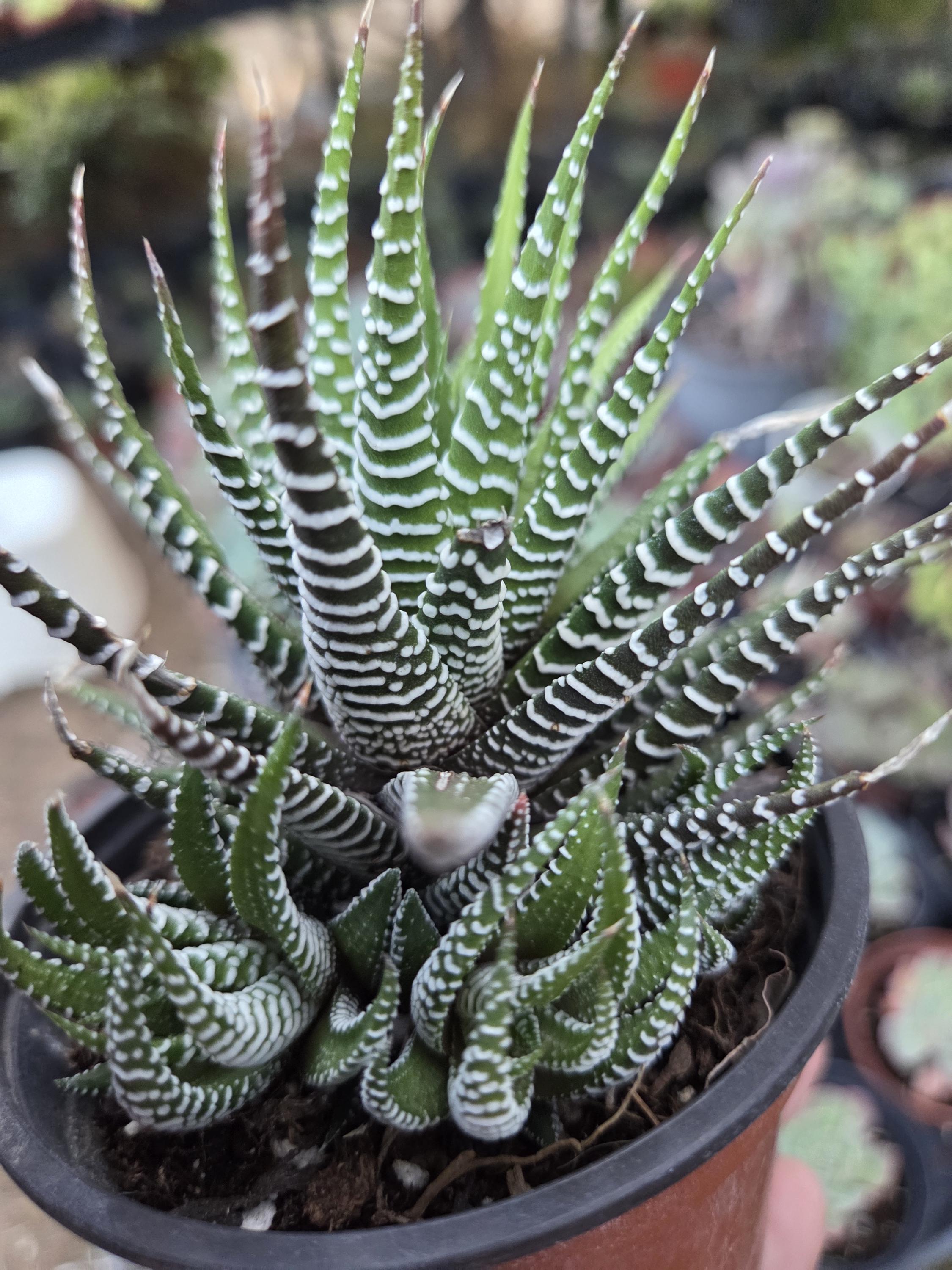 Haworthia fasciata - Zebra Plant 4 Inch Cluster