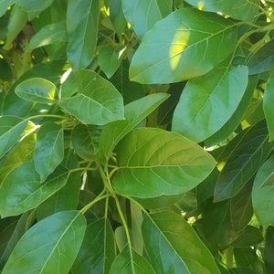 Avocado leaves (qty: 50) &quot;Hojas de Aguacate&quot; (50 hojas)