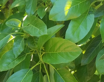 Avocado leaves (qty: 50) "Hojas de Aguacate" (50 hojas)
