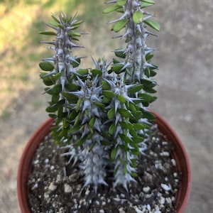 Alludia Procera Madagascar &quot;Ocotillo&quot; Cactus&quot; (6&quot; Pot)